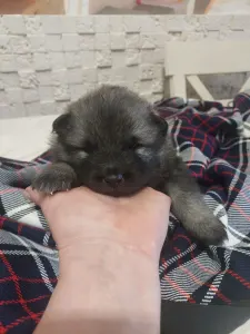 Wolfsspitz - Silver Whirl Boston Pride