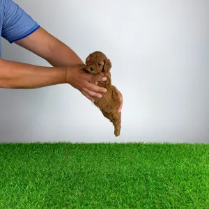 Poodle Miniature - Velvet