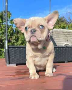 French Bulldog - Georgina