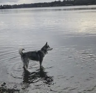 Malamute de Alaska - Bowe