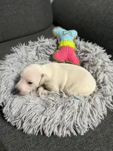 Italian Greyhound - Yolanda