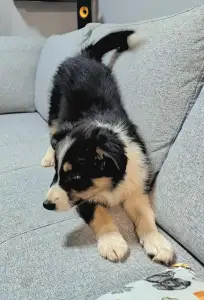 Border Collie - Nanna