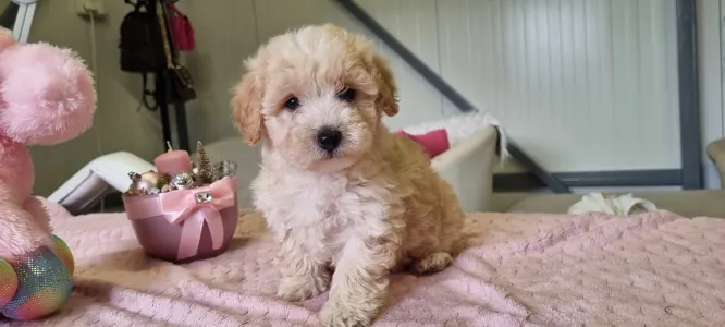 Maltipoo - Toffee