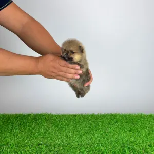 Pomeranian - Tio