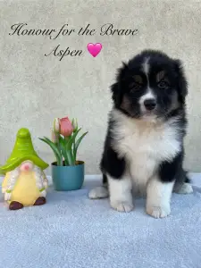 Australian Shepherd - Honour For The Brave Aspen