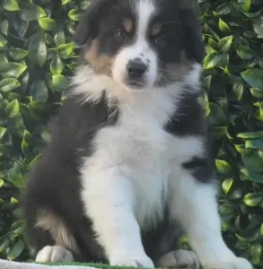 Australian Shepherd - Candybelldream Dancer