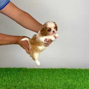 Cavalier King Charles Spaniel - Karosso