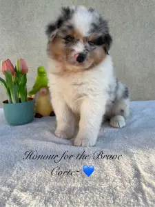 Ausztrál juhászkutya - Honour For The Brave Cortez