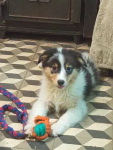 Ausztrál juhászkutya - Dailos Presious Little Diamond