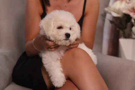 Bichon Frise - Melanie