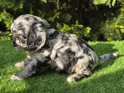 Cavapoo - Merida