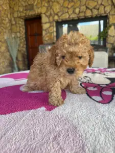 Poodle Miniature - Teddy