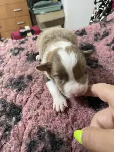 Border Collie - Snickers/ Chocolate Sable Merle Szuka