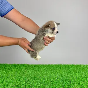Welsh Corgi Pembroke - Sculli