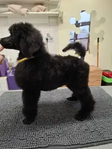 Óriás uszkár - Velvety Shadows Duchess Of Daisy