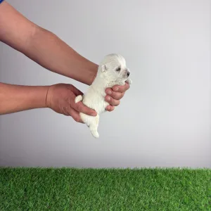 West highland white terrier - Indra