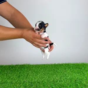 Biewer terrier - Fabio