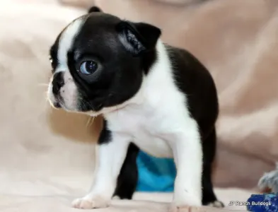 Boston Terrier - Ceasar Onhold