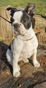 Boston Terrier - Babett