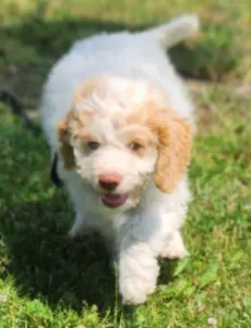 Lagotto Romagnolo - Alfi