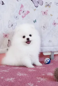 German Pomeranian Spitz - Dior