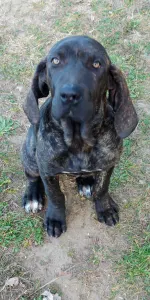 Mastiff brazilian - Ana 