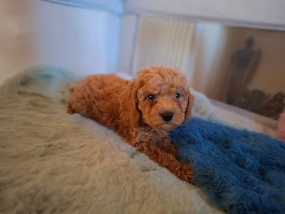 Caniche Nain - Pudel Miniature M