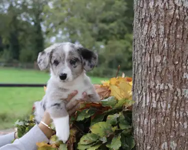 Cardigan welsh corgi - Abigale Ebonite Exclusive