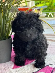 Poodle Toy - Raven