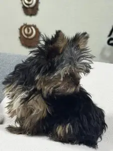 Yorkshire Terrier - Pici