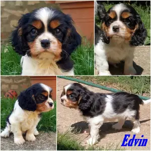 Cavalier King Charles Spaniel - Edvin