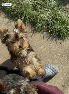 Yorkshire Terrier - Abigél