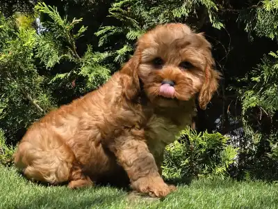 Cavapoo - Mendosa