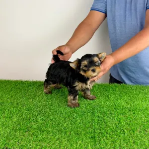 Yorkshire Terrier - Zonky
