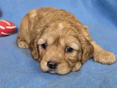 Cavapoo - Cheese