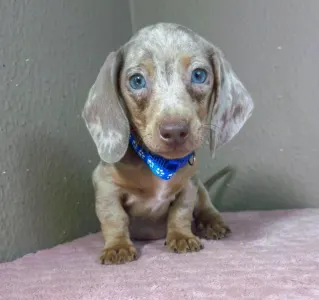 Dachshund - Victor