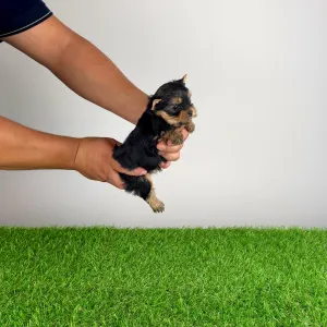 Yorkshire Terrier - Ebony