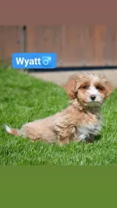Maltipoo - Wyatt