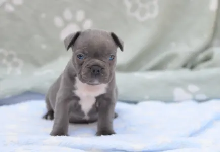 Francouzský buldoček - Montclair