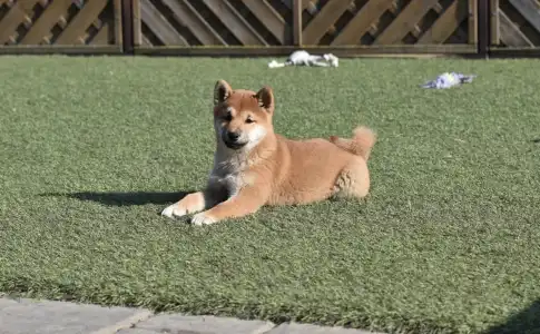 Shiba - Bravados Chiemi