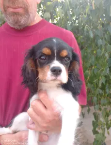 Cavalier King Charles Spaniel - Grafit