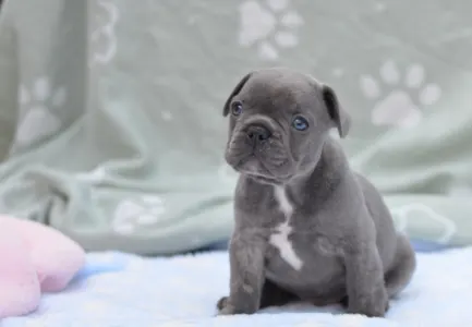 Francouzský buldoček - Monty