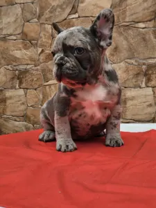 Bouledogue français - Bianka