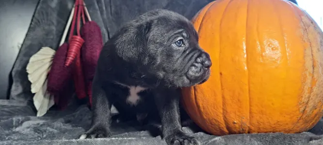 Cane corso - Csíkos 