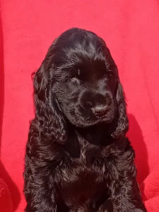 Cocker spaniel inglese - Magic