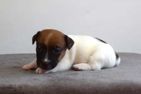 Jack Russell Terrier - Xito