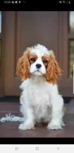 Cavalier King Charles Spaniel - Redstone Cavalier