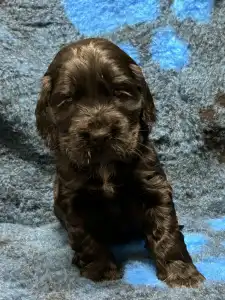 Angol Cocker spániel - Demona