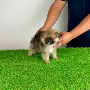 Pomeranian - Poppy
