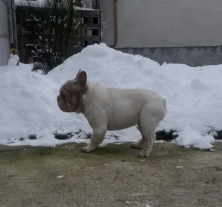 Francia bulldog - Dömpi 